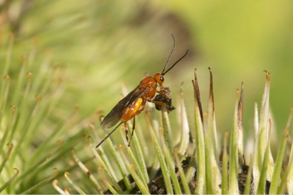 Braconidae da determinare