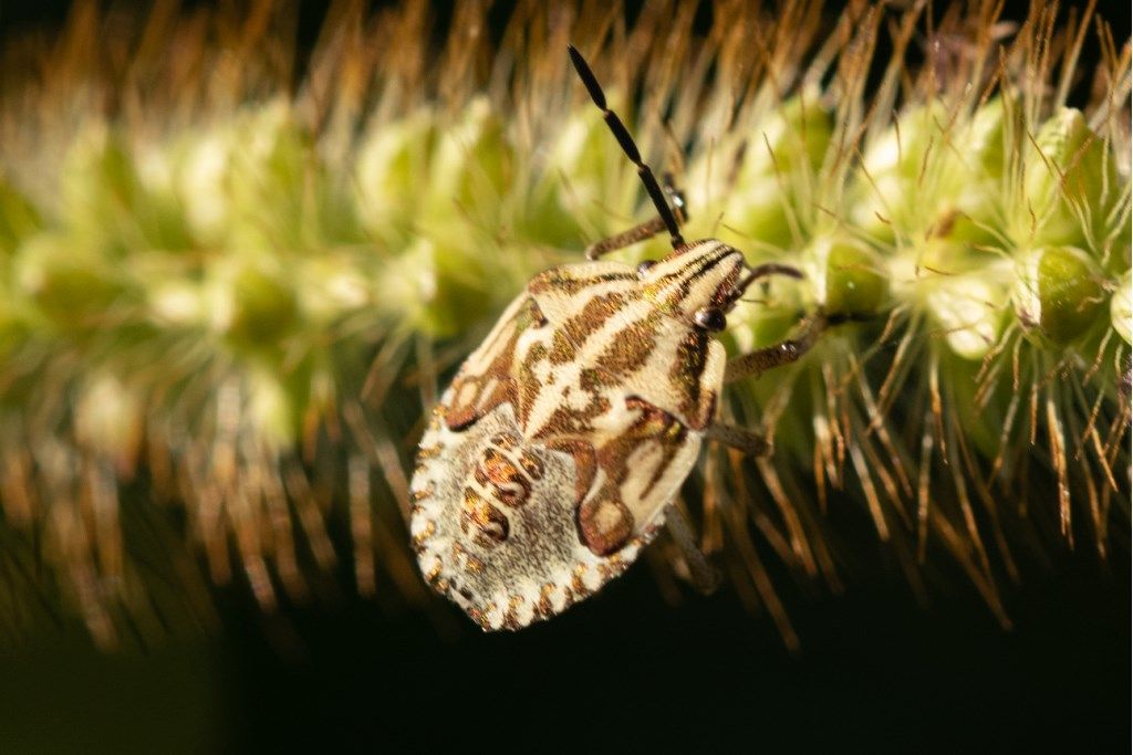 Pentatomidae: ninfa di Carpocoris sp.