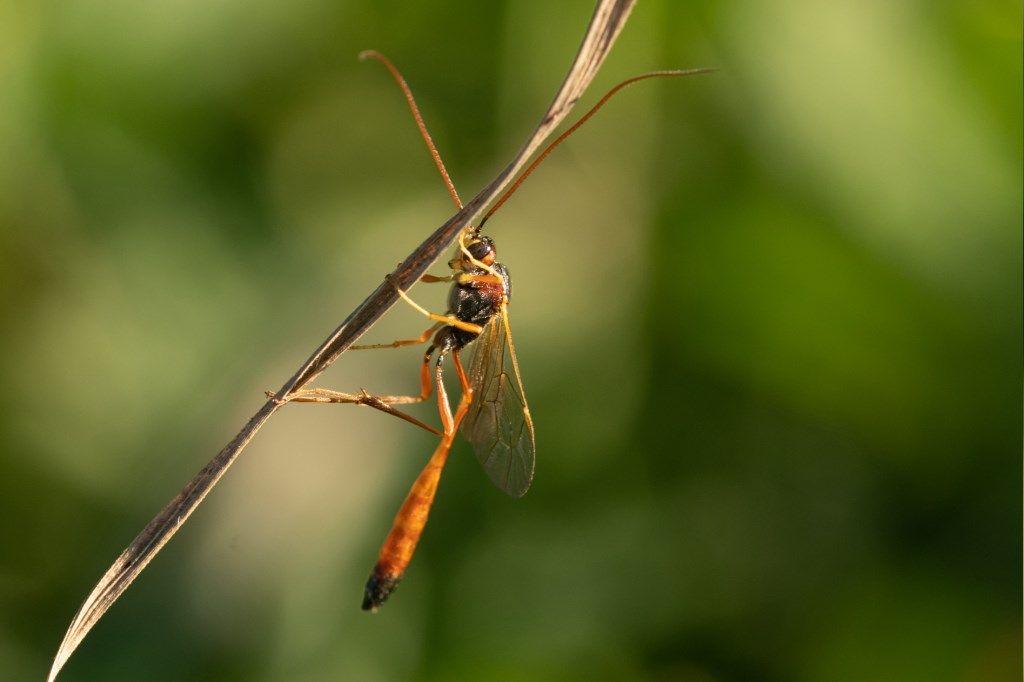 Ichneumonidae Anomaloninae sp.