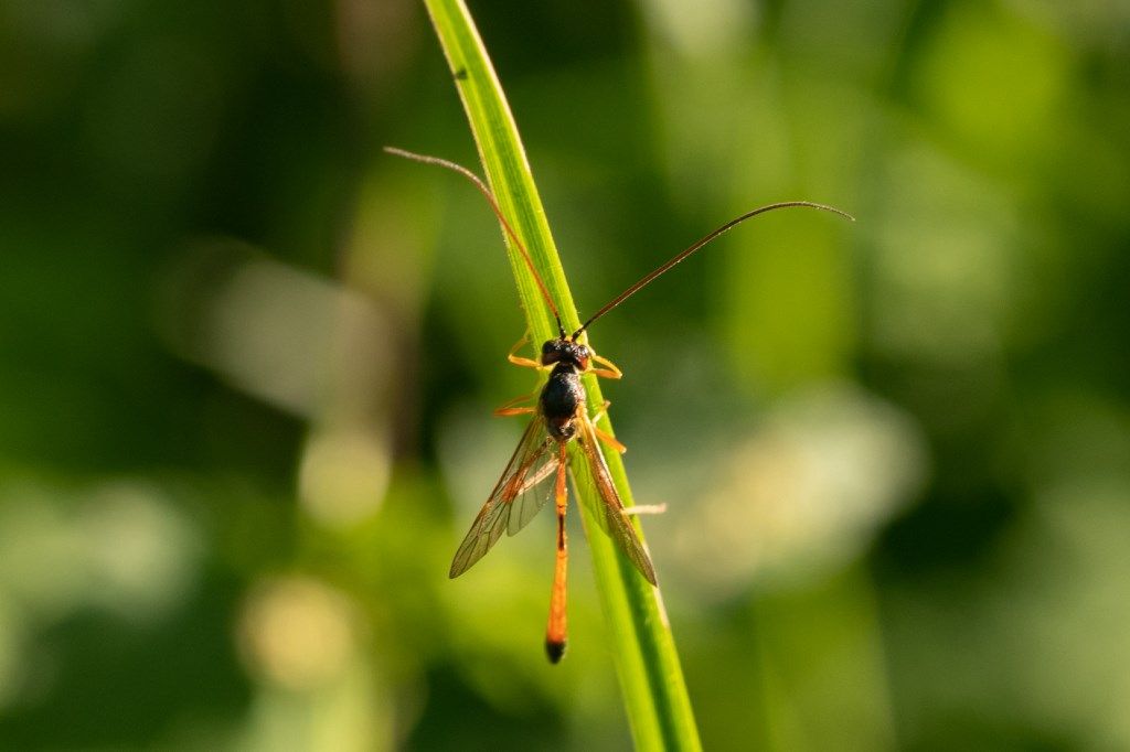 Ichneumonidae Anomaloninae sp.