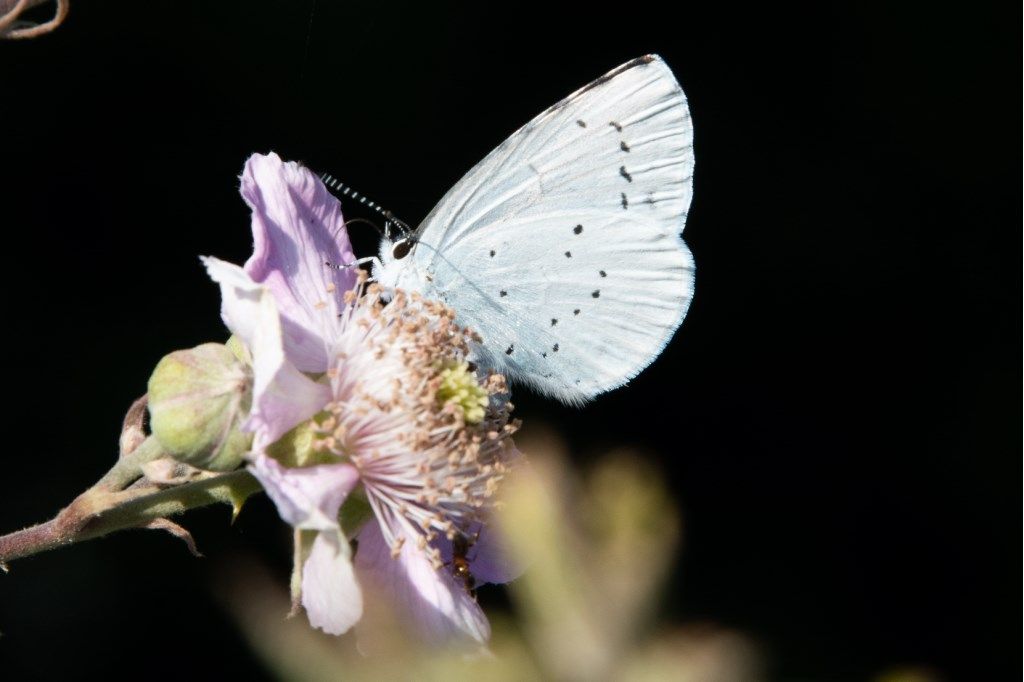 Celastrina argiolus -  Lycaenidae