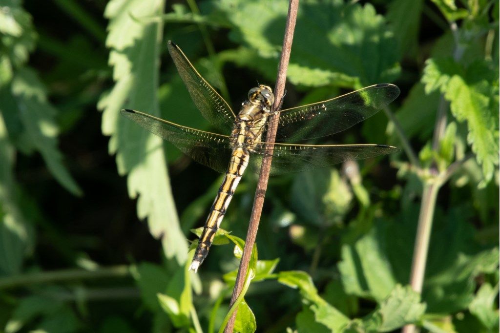 Orthetrum albistylum, femmina