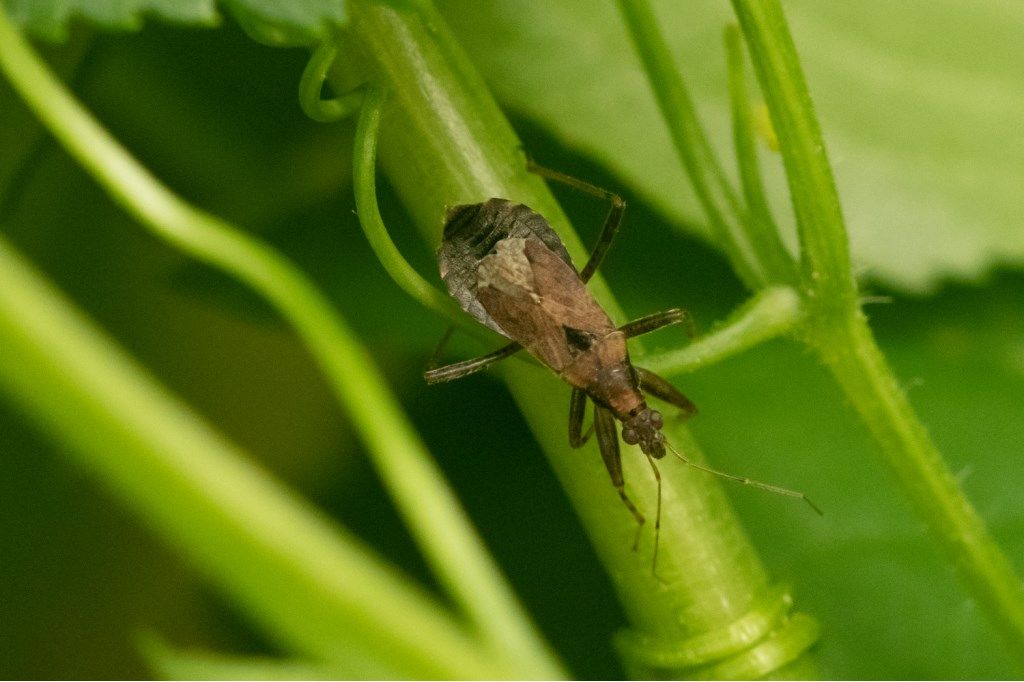 Nabidae: Himacerus mirmicoides