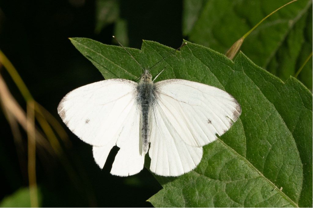 Pieris napi