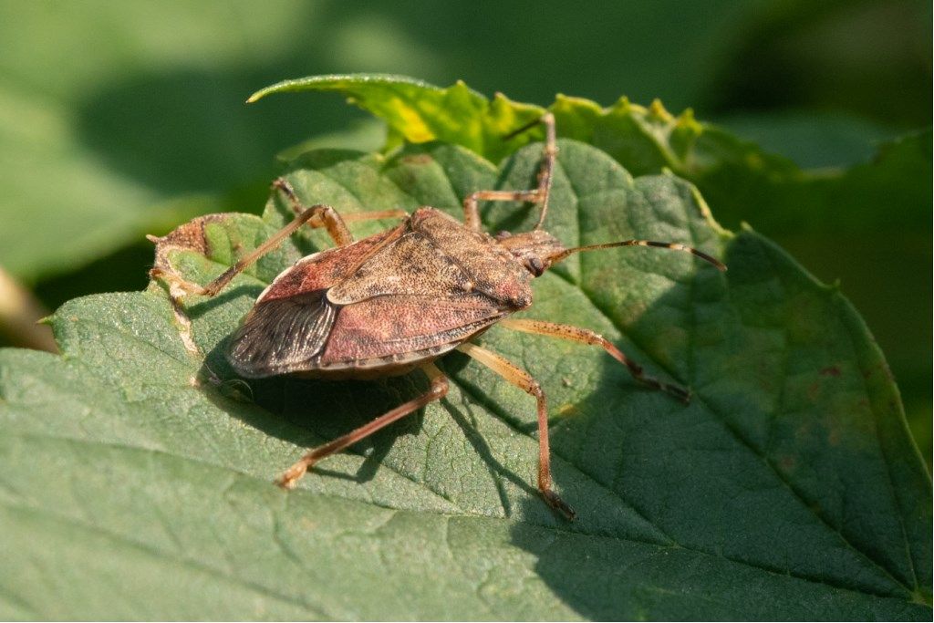 Pentatomidae: Halyomorpha halys