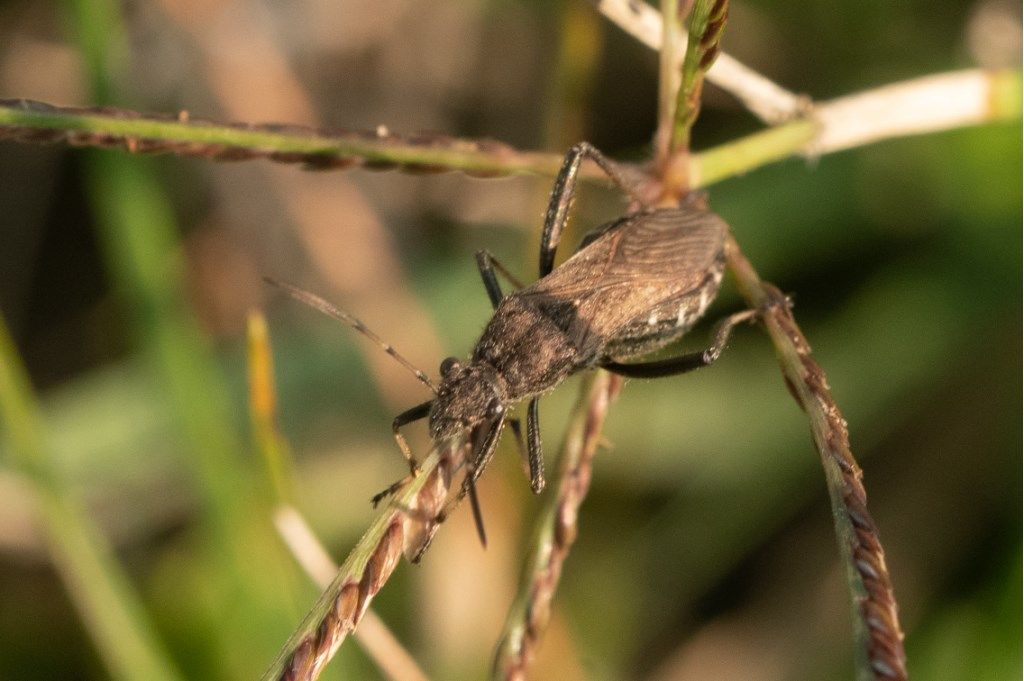 Alydidae: Alydus calcaratus