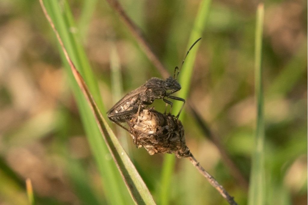 Alydidae: Alydus calcaratus