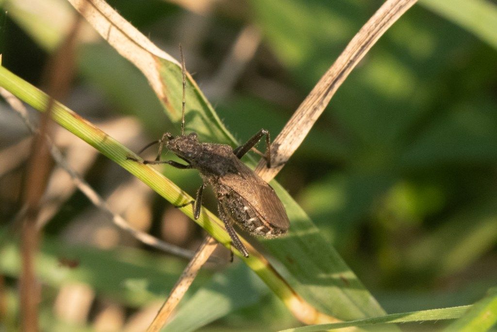 Alydidae: Alydus calcaratus