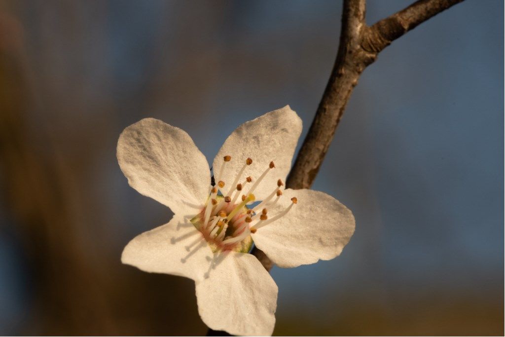 Prunus cerasifera / Mirabolano