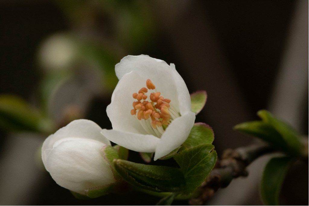 Prunus cerasifera / Mirabolano