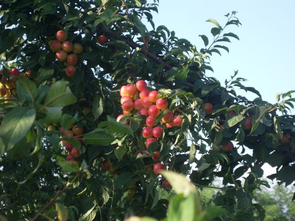 Prunus cerasifera / Mirabolano