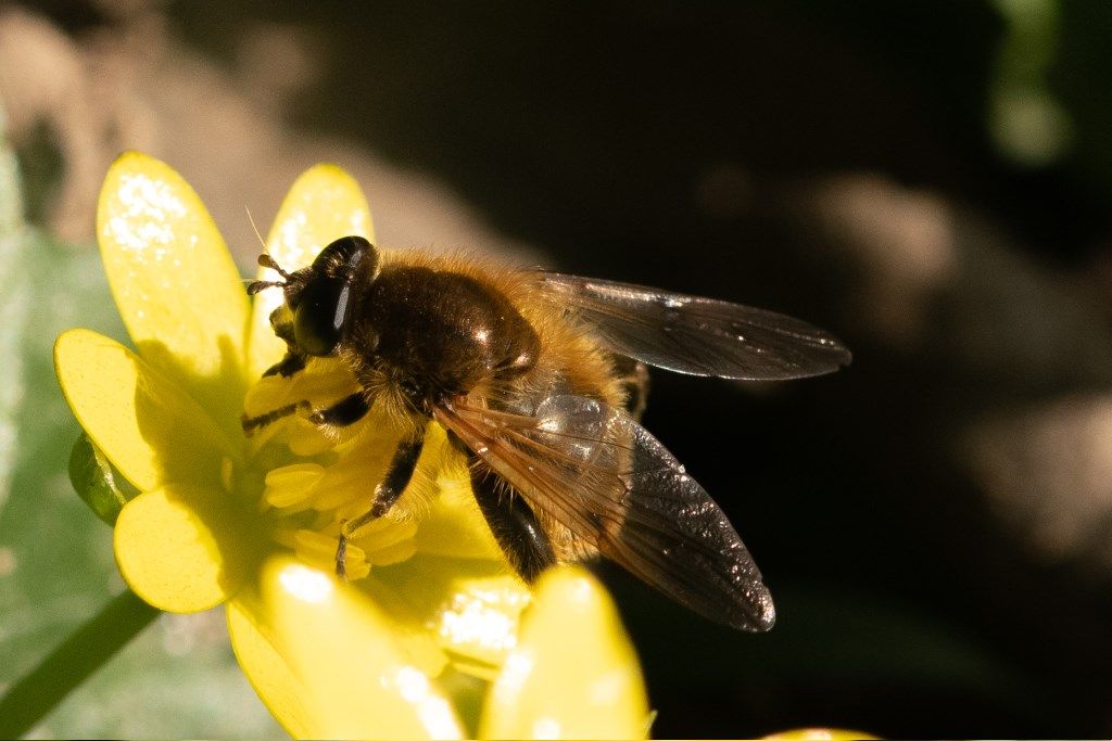 Syrphidae: Brachypalpus sp., femmina