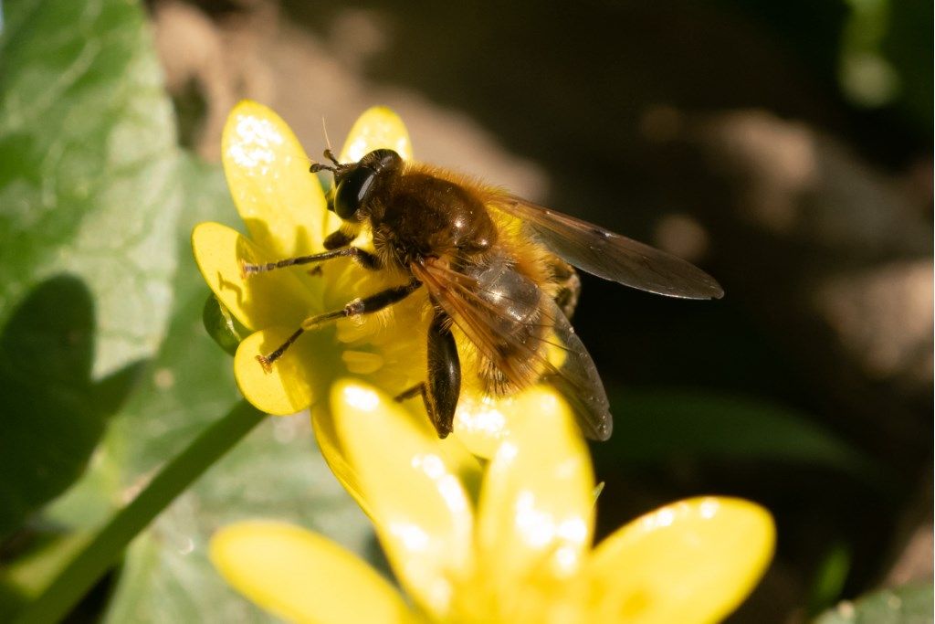 Syrphidae: Brachypalpus sp., femmina