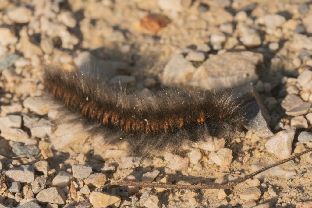 Bruco di... Lasiocampidae: Macrothylacia rubi