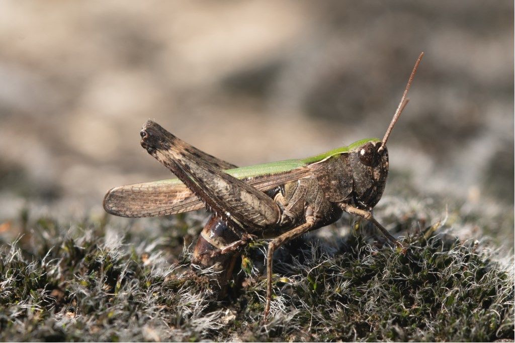 Omocestus rufipes, femmina ?