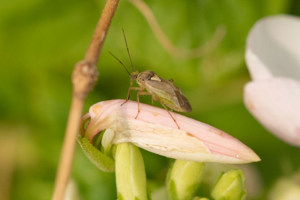 Miridae: Lygus rugulipennis