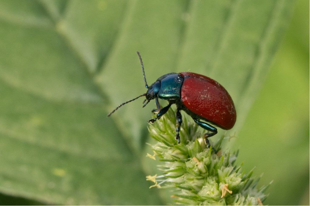 Chrysomelidae: Chrysolina grossa