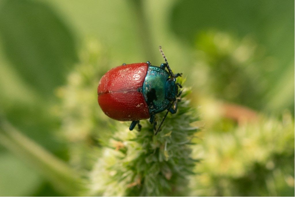 Chrysomelidae: Chrysolina grossa