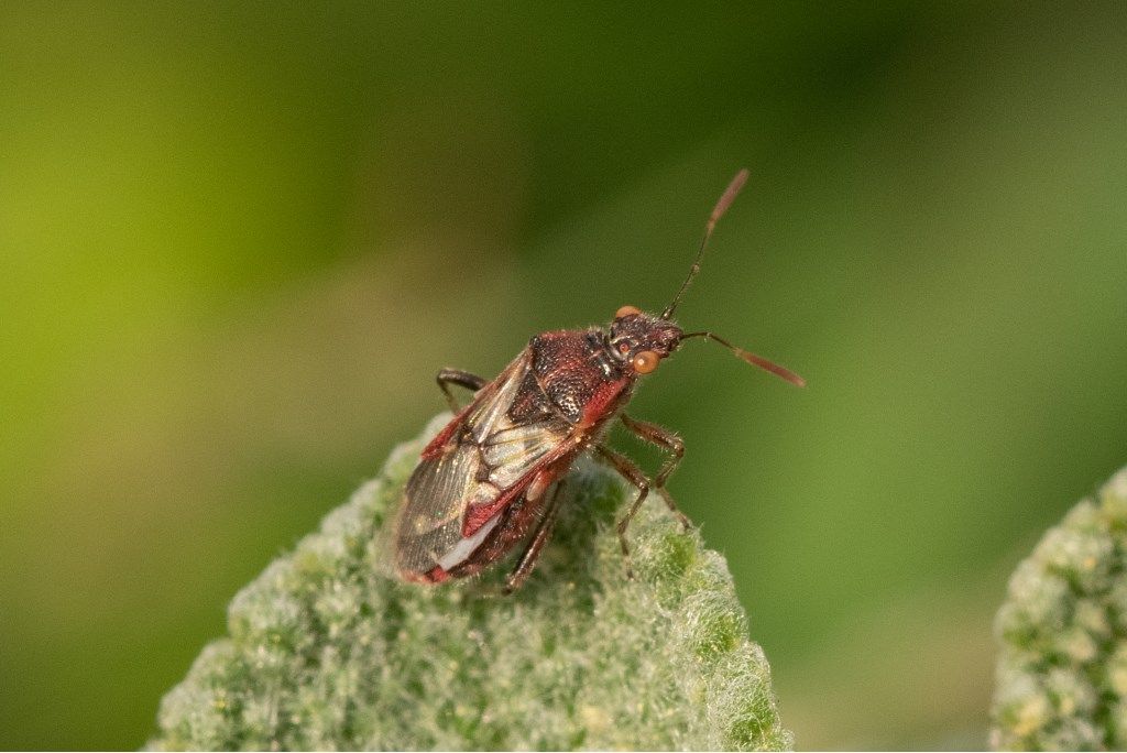 Rhopalidae ?  S, Liorhyssus hyalinus