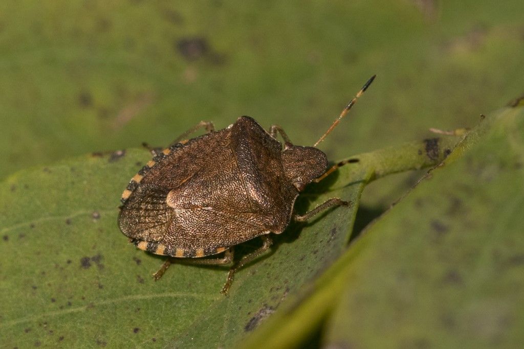 Pentatomidae: Halyomorpha halys ?  No, Peribalus strictus (da confermare)