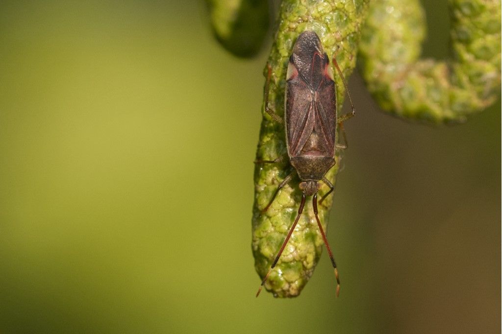 Miridae ? S, Pantilius tunicatus (da confermare)