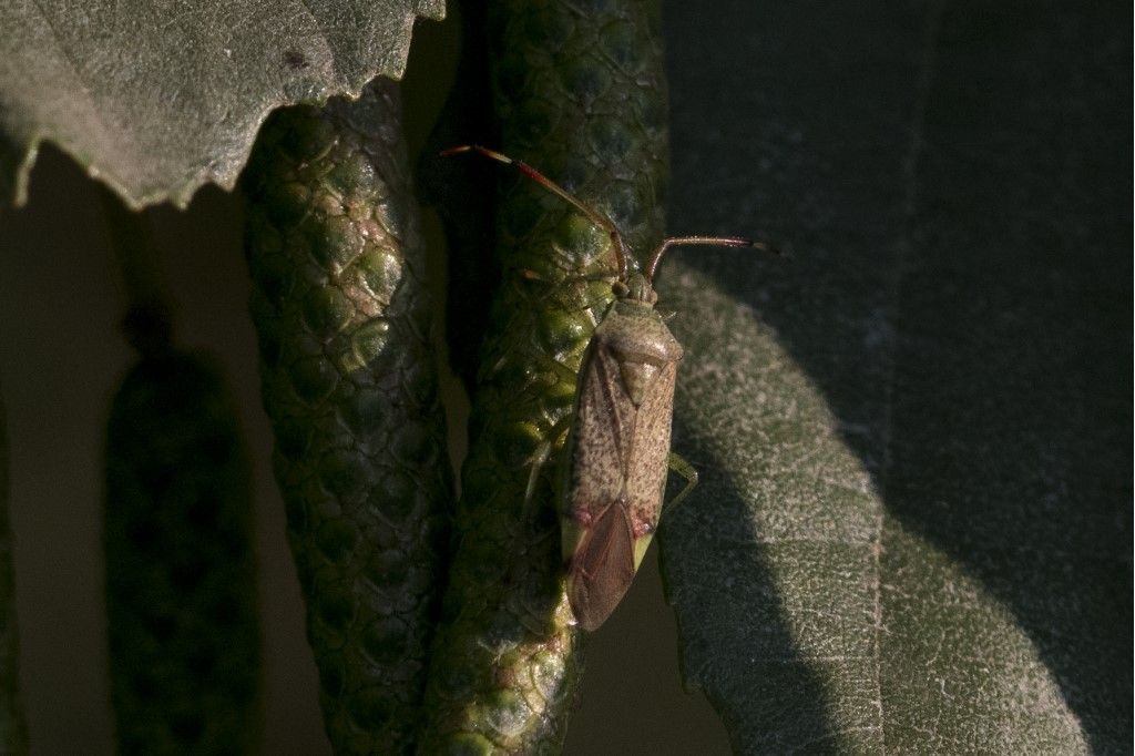 Miridae ? S, Pantilius tunicatus (da confermare)