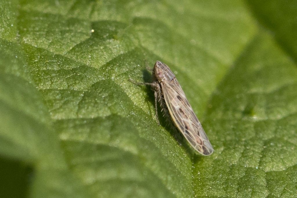 Cicadellidae da determinare