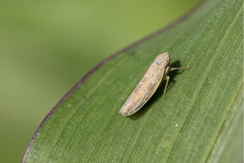 Cicadellidae da determinare