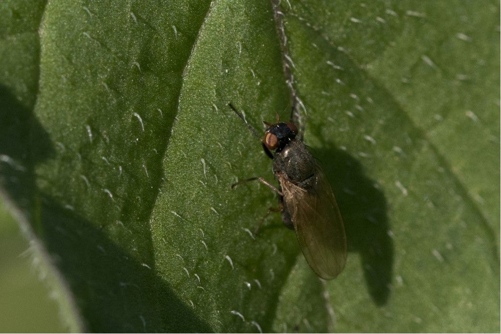 Lauxaniidae  sp. (cfr.)