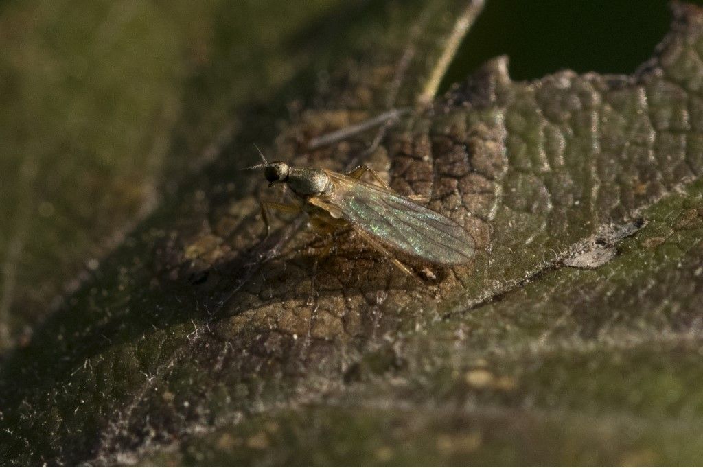 Hybotidae  sp. (cfr.)