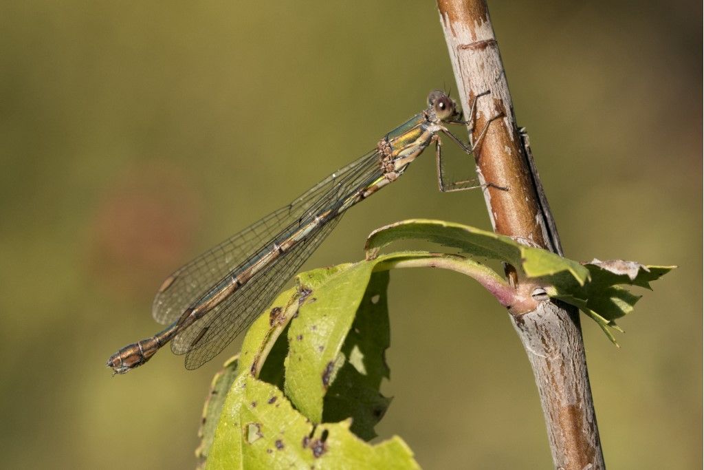 Libellula Lestidae da identificare: Chalcolestes sp.