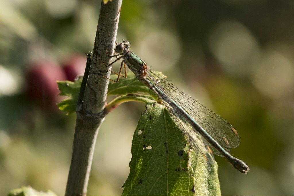 Libellula Lestidae da identificare: Chalcolestes sp.