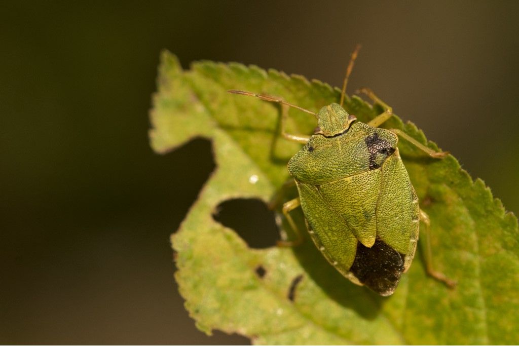 Piezodorus lituratus  o Nezara virdula ? No, Palomena prasina