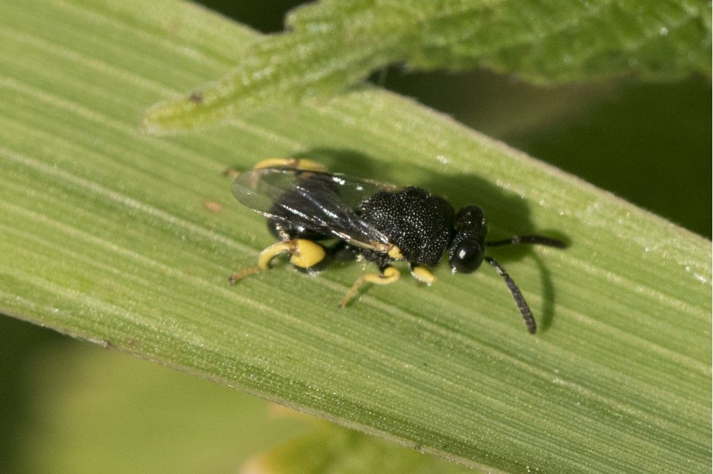 Chalcididae: Brachymeria femorata (cfr.)