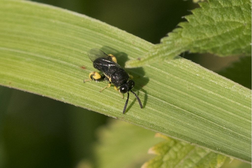 Chalcididae: Brachymeria femorata (cfr.)