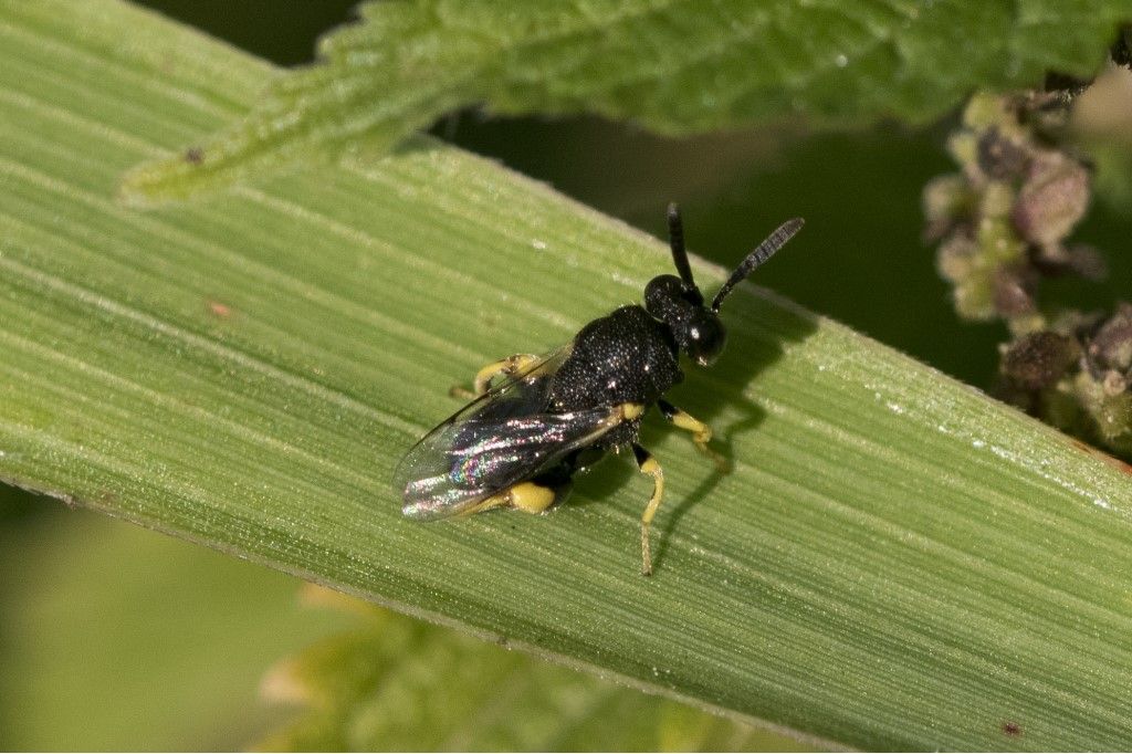 Chalcididae: Brachymeria femorata (cfr.)