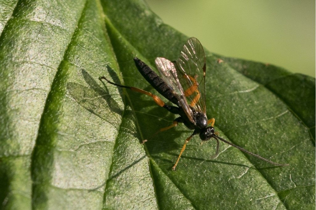 Ichneumonidae:  Pimpla cfr. rufipes (m. & f.)