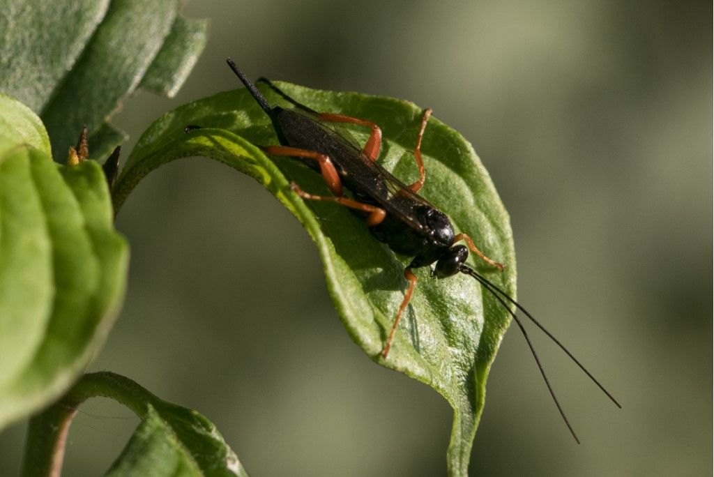 Ichneumonidae:  Pimpla cfr. rufipes (m. & f.)