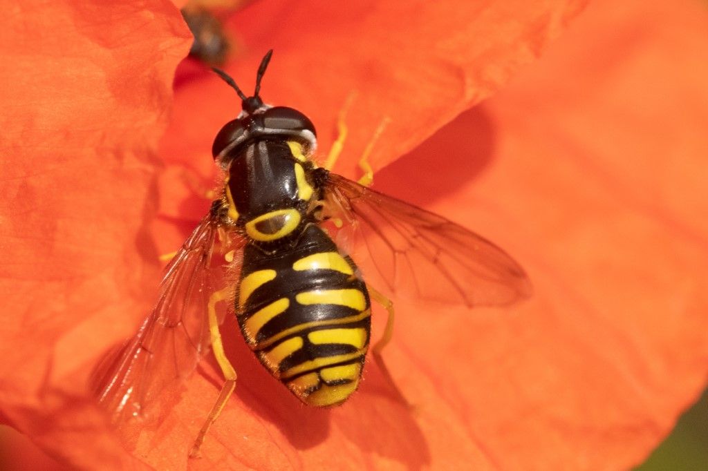 Syrphidae: Chrysotoxum sp., femmina