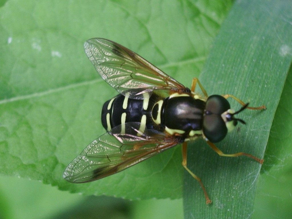 Syrphidae:  Chrysotoxum sp., maschio