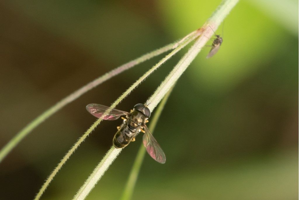 Syrphydae: Paragus gr. tibialis, maschio