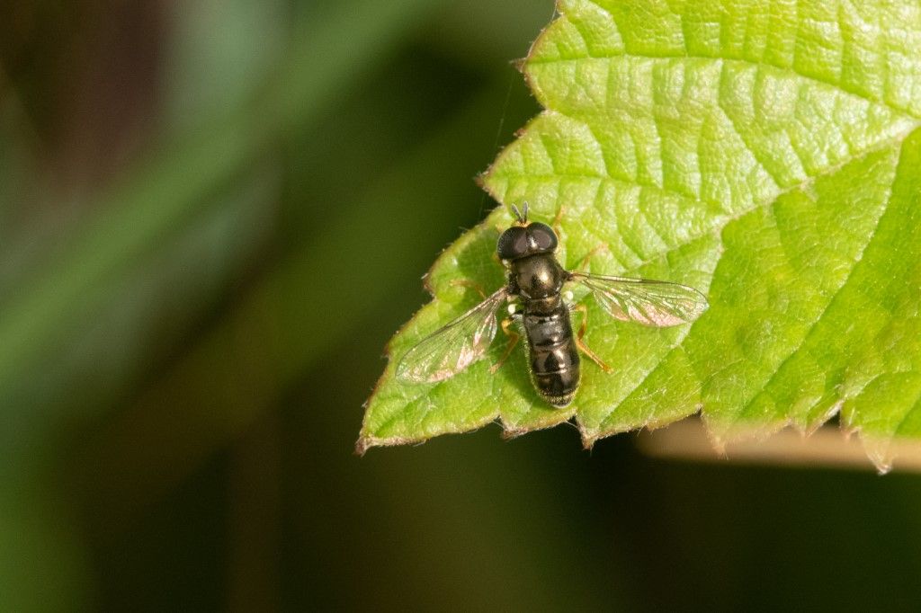 Syrphydae: Paragus gr. tibialis, maschio