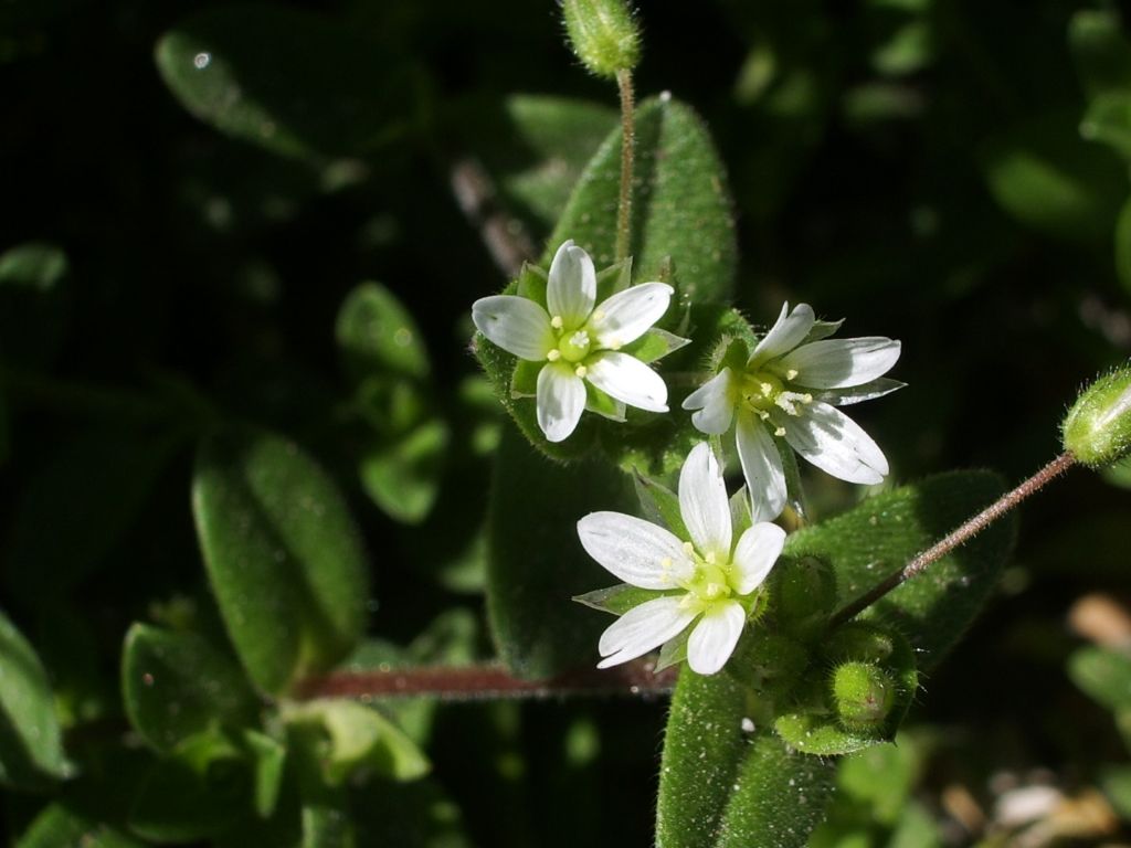 Stellaria ? No, Cerastium cfr. glomeratum