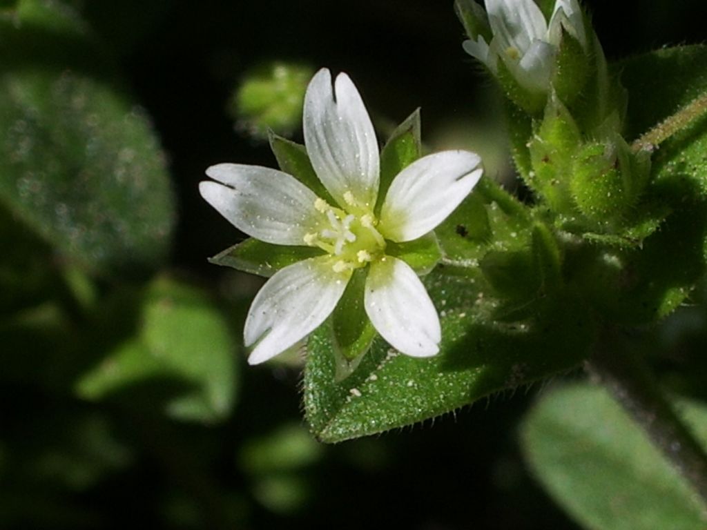 Stellaria ? No, Cerastium cfr. glomeratum