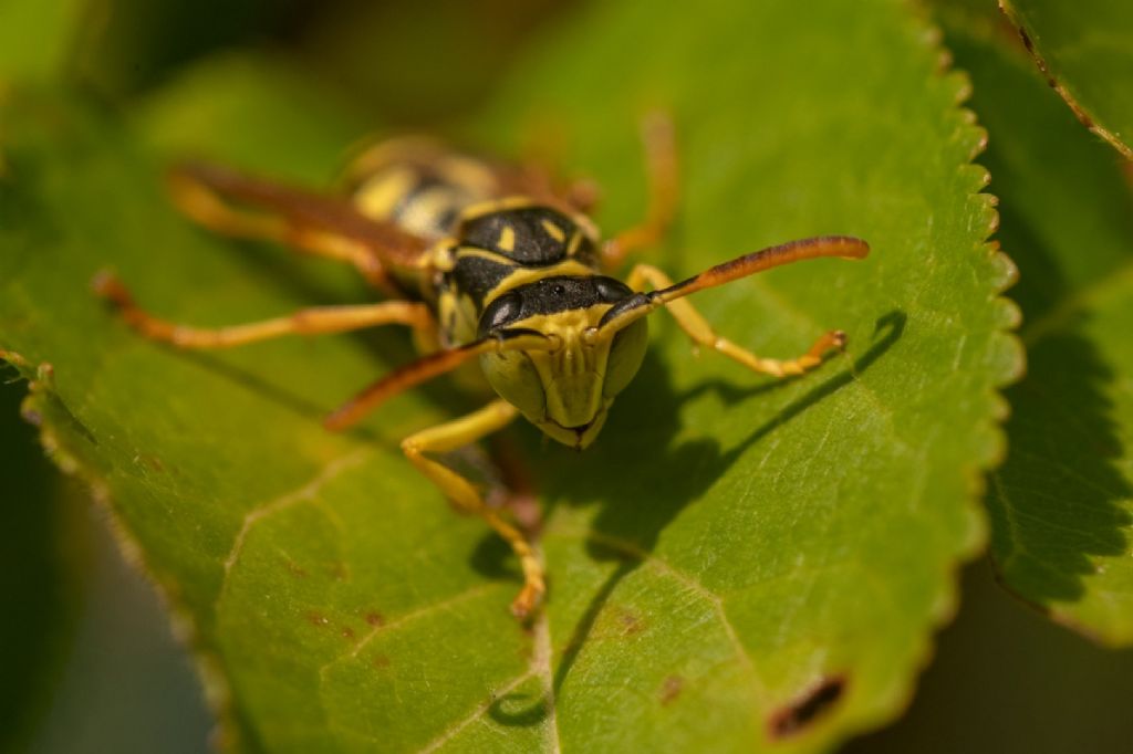 Vespidae: Polistes associus, maschio