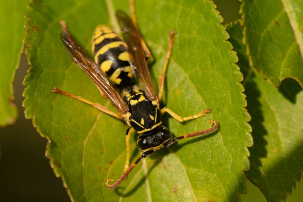 Vespidae: Polistes associus, maschio