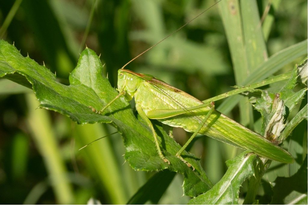 Tettigonia viridissima, femmina (cfr.)