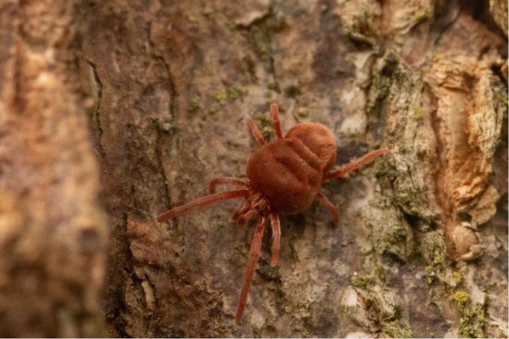 Identificazione Trombidiidae