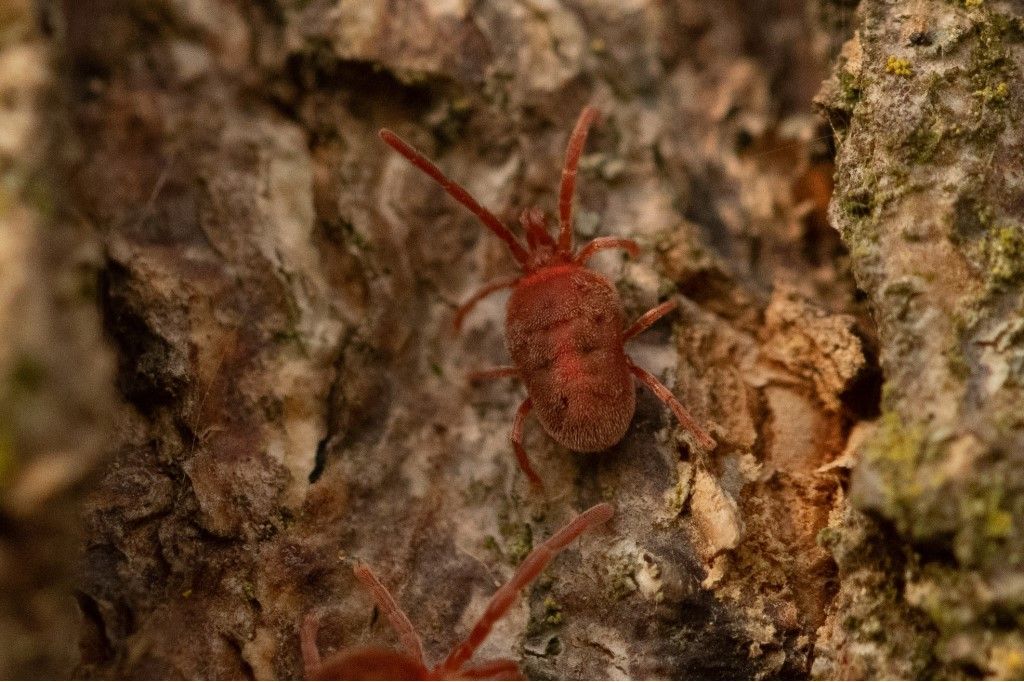 Identificazione Trombidiidae