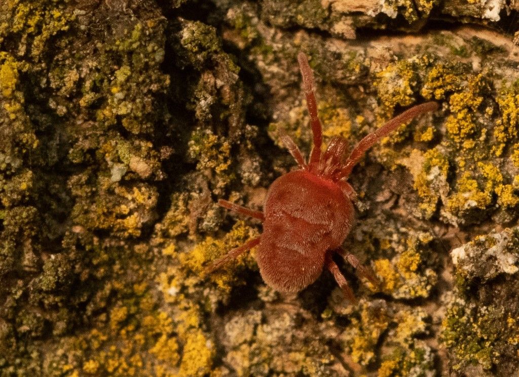 Identificazione Trombidiidae